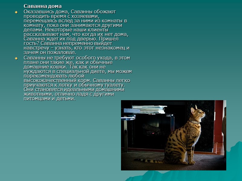 Саванна дома Оказавшись дома, Саванны обожают проводить время с хозяевами, перемещаясь вслед за ними Саванна дома Оказавшись дома, Саванны обожают проводить время с хозяевами, перемещаясь вслед за ними